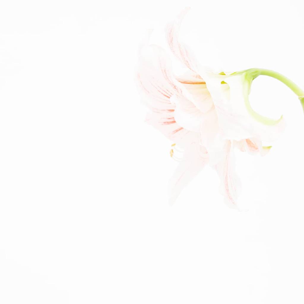多納藝術-孤挺花 (一) Amaryllis 1