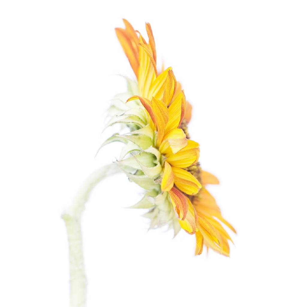 多納藝術-向日葵 Sunflower