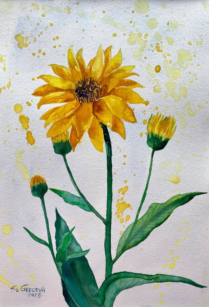 葛拉娜-yellow flower