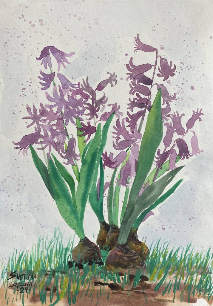 葛拉娜-Hyacinthus