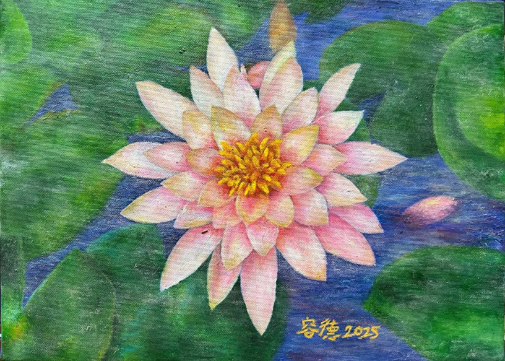 林容德-粉白睡蓮Pink and white water lotus