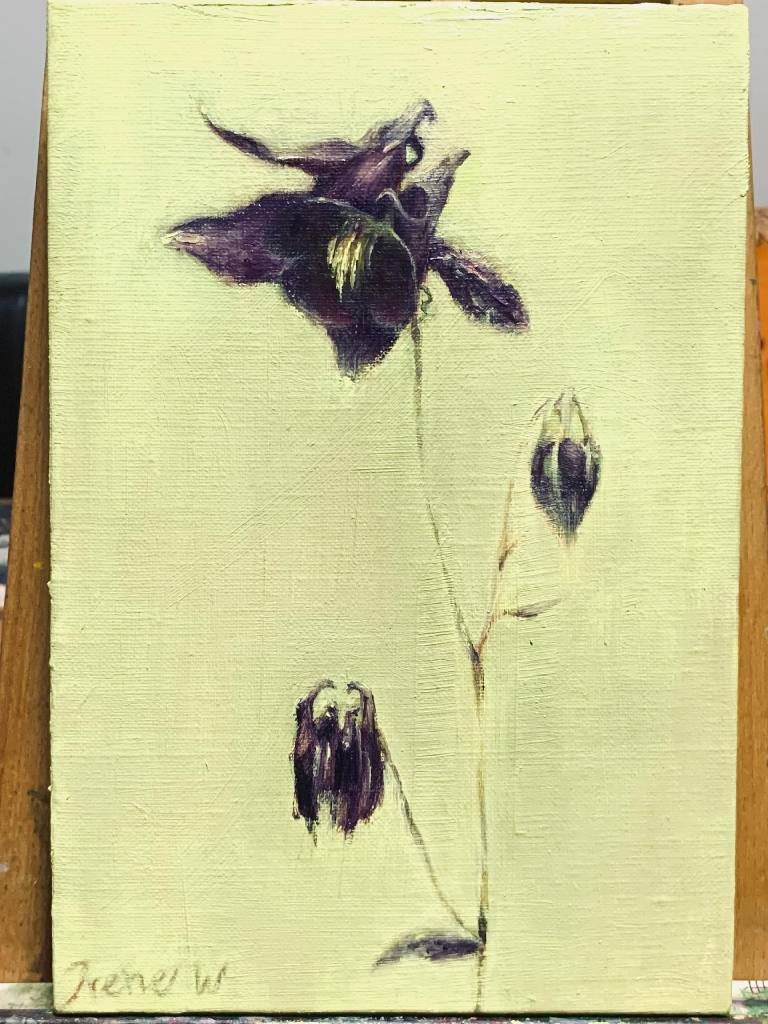 Irene W-耬斗菜 Aquilegia vulgaris