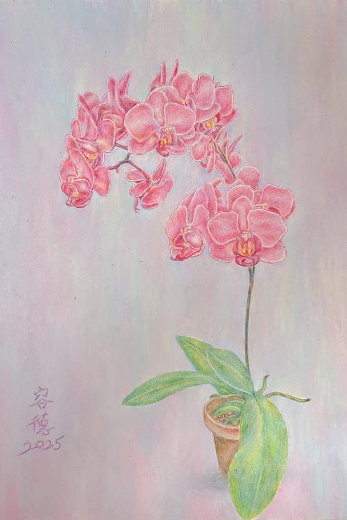林容德-蝴蝶蘭靜物畫Orchid Still Life