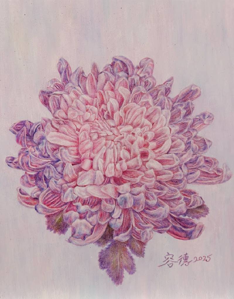 林容德-粉紫色牡丹菊 Pink and purple peony chrysanthemum