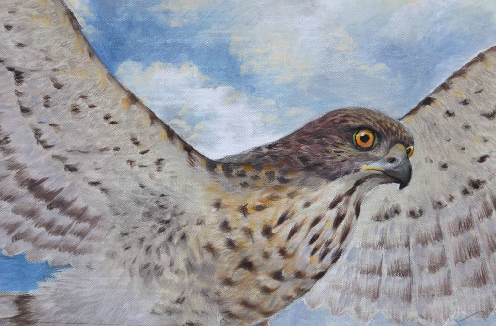 陳偉斌-鳳頭蒼鷹