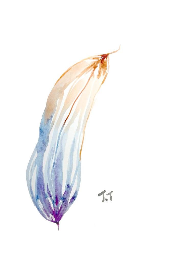 小樹茉莉-兩儀果實