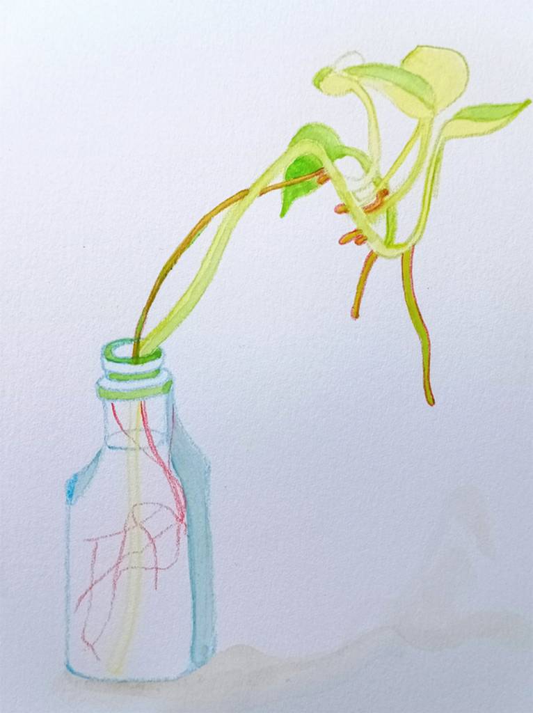 沈英英-瓶中黃金葛