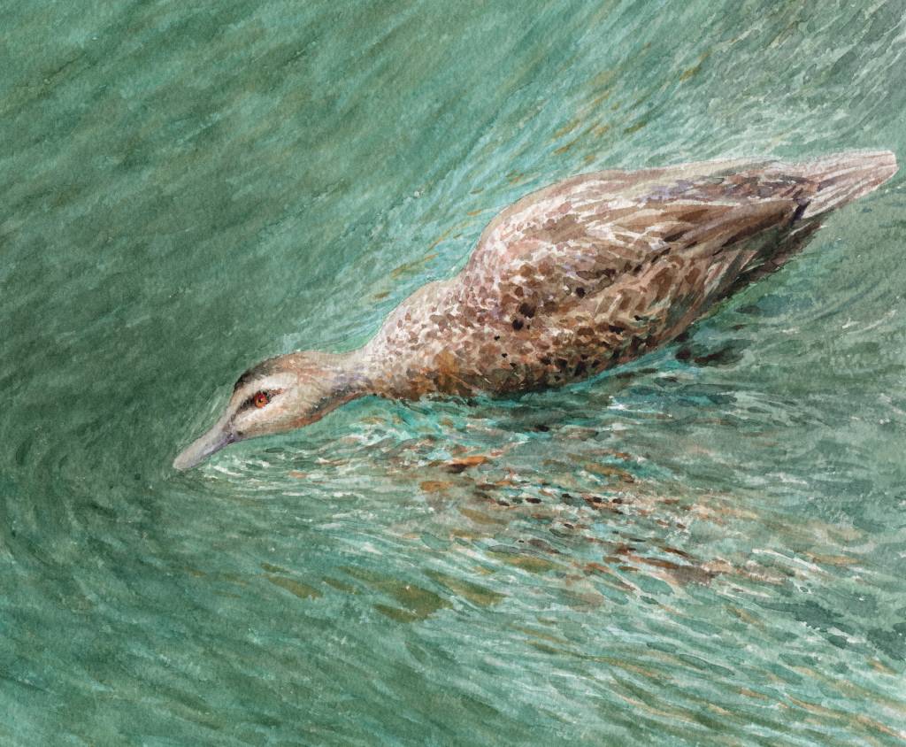 陳偉斌-全速前進的藍山鴨