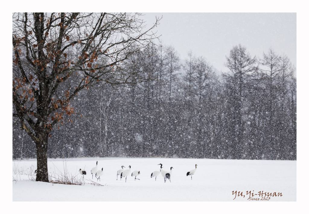 余奕萱-踏雪而來