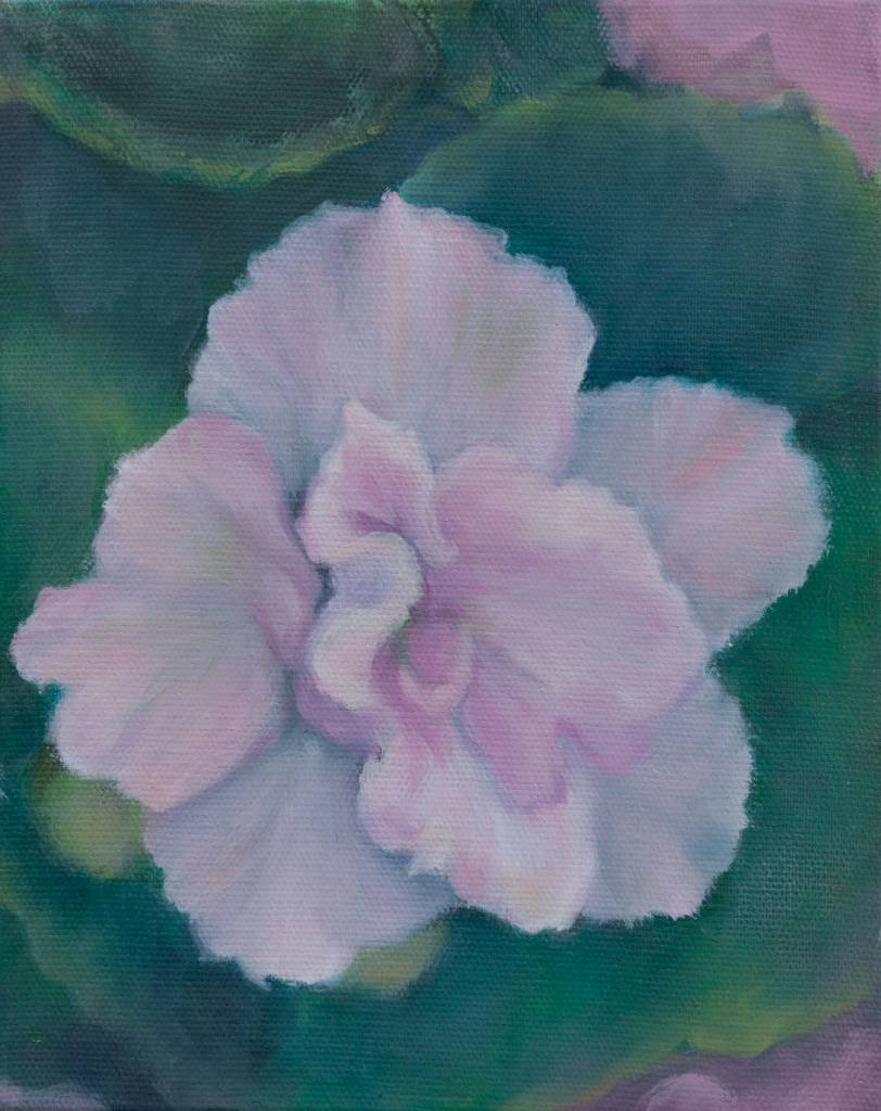 郭瀞鎂-非洲紫羅蘭