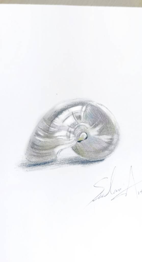 毓Stella-海月銀之貝 Moonlit Silver Shell 