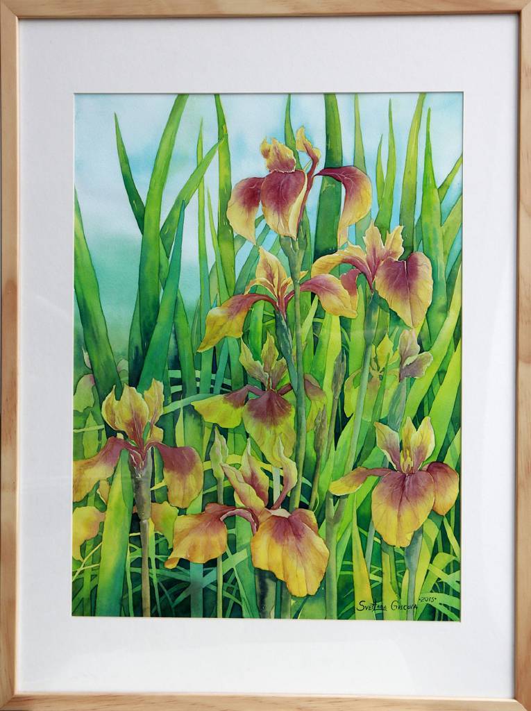 葛拉娜-Yellow Irises 