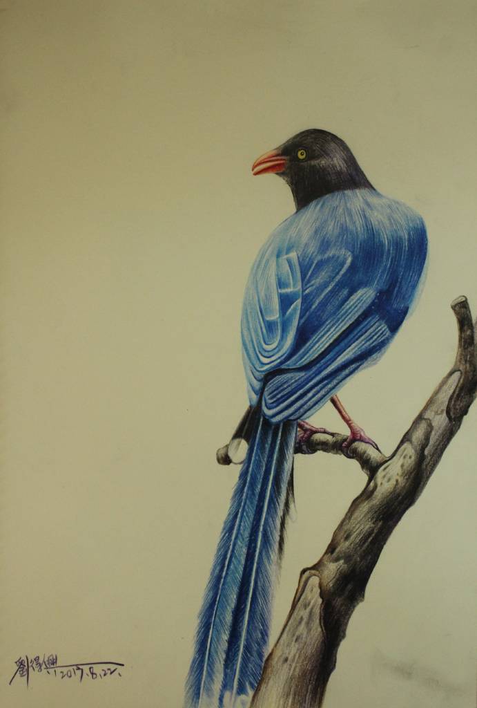 劉得興-台灣藍鵲