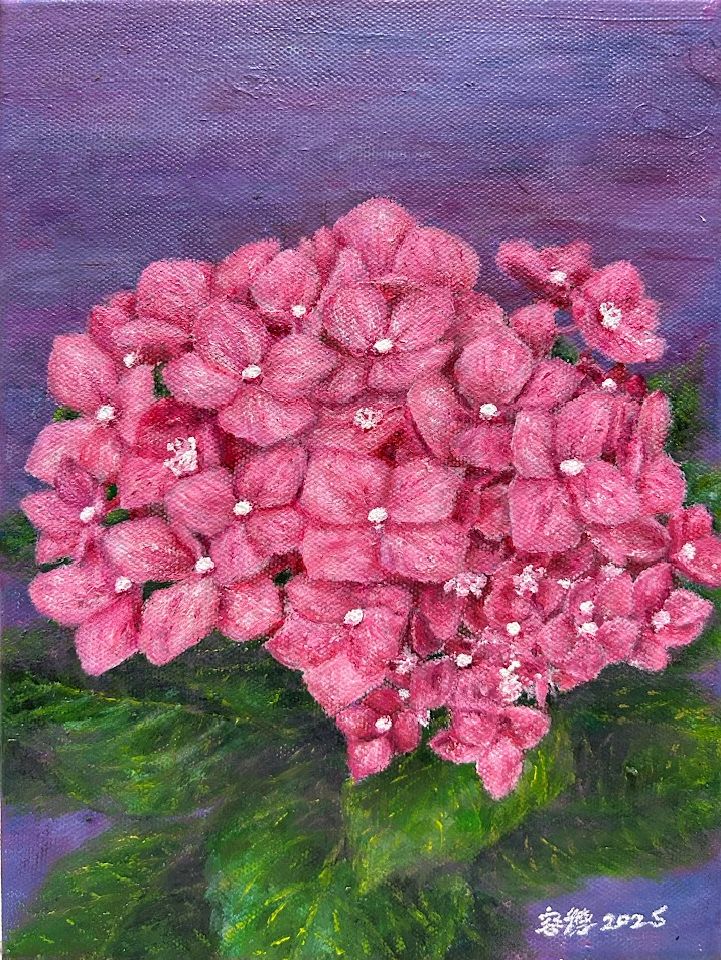 2023年的春季，至台北走春時，所描繪出來的粉紅色繡球花 Pink hydrangeas depicted during a spring visit to Taipei in the spring of 2023
