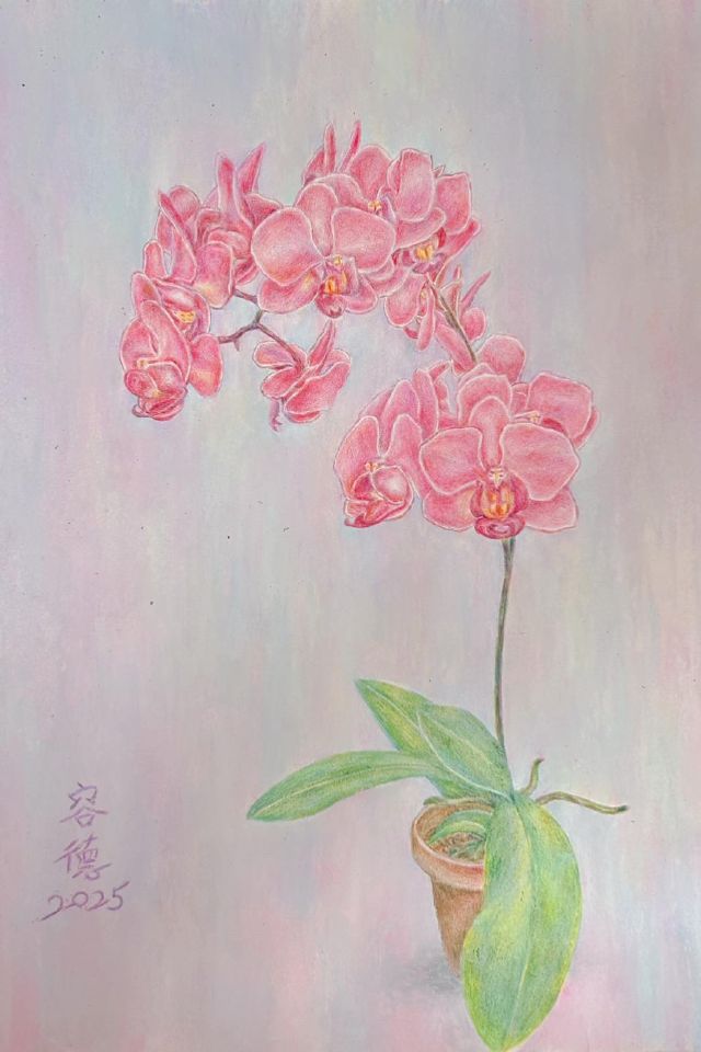 彩色鉛筆繪製紫色背景陪襯出細膩的粉紫蘭花靜物畫 Colored pencil still life of delicate pink and purple orchids against a purple background